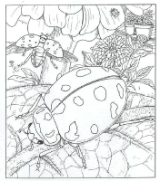 A coloring page of nature in the backyard